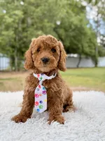 Pluto - Mini , a male Miniature Goldendoodle for sale in Frostproof, FL – 3 of 8