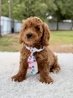 Pluto - Mini , a male Miniature Goldendoodle for sale in Frostproof, FL – 2 of 8