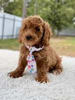 Pluto - Mini , a male Miniature Goldendoodle for sale in Frostproof, FL – 7 of 8