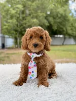 Pluto - Mini , a male Miniature Goldendoodle for sale in Frostproof, FL – 1 of 8