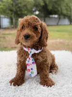Pluto - Mini , a male Miniature Goldendoodle for sale in Frostproof, FL – 5 of 8