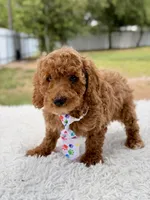Pluto - Mini , a male Miniature Goldendoodle for sale in Frostproof, FL – 8 of 8