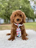 Pluto - Mini , a male Miniature Goldendoodle for sale in Frostproof, FL – 6 of 8