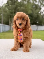 Cooper , a male Cavapoo for sale in Frostproof, FL – 7 of 8
