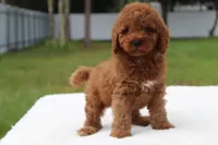 Flash - Micro / Toy , a male Miniature Goldendoodle for sale in Frostproof, FL – 7 of 9