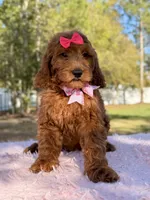 Seraphina F1b Standard , a female Goldendoodle for sale in Frostproof, FL – Photo 5 of 10