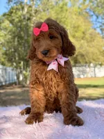 Seraphina F1b Standard , a female Goldendoodle for sale in Frostproof, FL – Photo 3 of 10