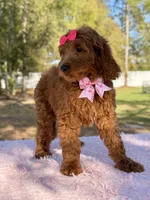 Seraphina F1b Standard , a female Goldendoodle for sale in Frostproof, FL – Photo 8 of 10