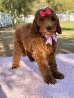 Seraphina F1b Standard , a female Goldendoodle for sale in Frostproof, FL – Photo 9 of 10