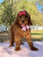 Seraphina F1b Standard , a female Goldendoodle for sale in Frostproof, FL – Photo 6 of 10