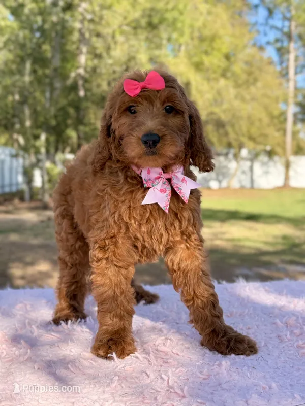 Seraphina F1b Standard  – Goldendoodle puppy for sale in Frostproof, FL