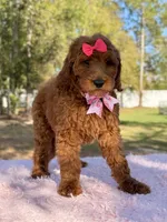 Seraphina F1b Standard , a female Goldendoodle for sale in Frostproof, FL – Photo 2 of 10