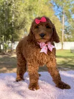 Seraphina F1b Standard , a female Goldendoodle for sale in Frostproof, FL – Photo 7 of 10