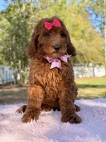 Seraphina F1b Standard , a female Goldendoodle for sale in Frostproof, FL – Photo 4 of 10