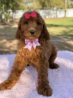 Seraphina F1b Standard , a female Goldendoodle for sale in Frostproof, FL – Photo 10 of 10