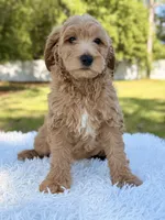 Moon , a female Miniature Goldendoodle for sale in Frostproof, FL – 7 of 9
