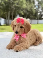 Jasmine - F1b Standard Goldendoodle , a female Goldendoodle for sale in Frostproof, FL – 7 of 10