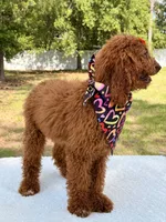 Nala , a female Goldendoodle for sale in Frostproof, FL – 5 of 9