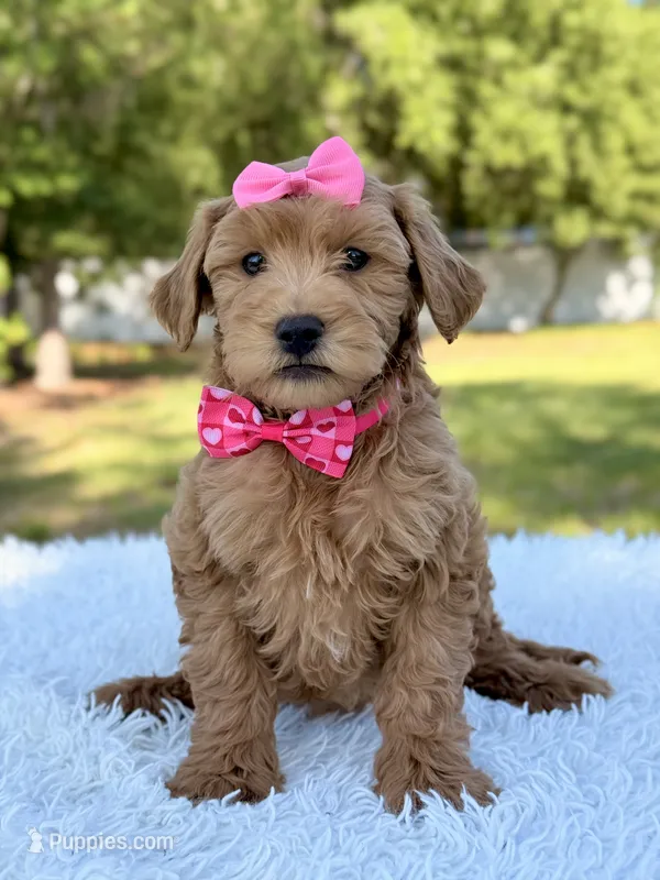 Melody - Mini  – Miniature Goldendoodle puppy for sale in Frostproof, FL
