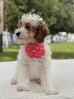 Flower , a female Cavapoo for sale in Frostproof, FL – 6 of 9