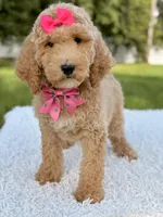 Blossom - Medium , a female Goldendoodle for sale in Frostproof, FL – 3 of 10