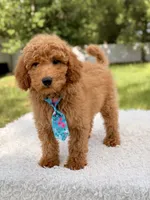 Manny , a male Miniature Goldendoodle for sale in Frostproof, FL – 5 of 10