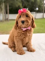 Hazel - Medium Goldendoodle , a female Goldendoodle and Miniature Goldendoodle for sale in Frostproof, FL – 2 of 10