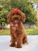 Princes - Toy, a female Miniature Goldendoodle for sale in Frostproof, FL – 1 of 10