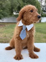 Arthur , a male Miniature Goldendoodle for sale in Frostproof, FL – 4 of 10