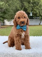 Pumbaa , a male Miniature Goldendoodle for sale in Frostproof, FL – 1 of 9