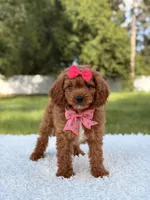 Ariel , a female Cavapoo for sale in Frostproof, FL – 2 of 10