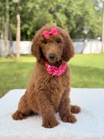Destiny , a female Goldendoodle for sale in Frostproof, FL – 2 of 10