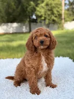 Ariel , a female Cavapoo for sale in Frostproof, FL – 9 of 10