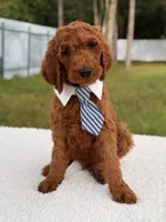 Espresso - F1b Standard Goldendoodle , a male Goldendoodle for sale in Frostproof, FL – 5 of 8