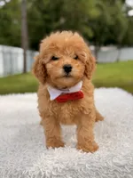 Dylan - F1b Mini Male , a male Miniature Goldendoodle for sale in Frostproof, FL – 6 of 9