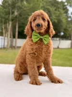 Harry - Medium Goldendoodle male , a male Goldendoodle and Miniature Goldendoodle for sale in Frostproof, FL – 7 of 8