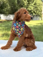 Arthur - F1b Mini , a male Goldendoodle and Miniature Goldendoodle for sale in Frostproof, FL – 3 of 8