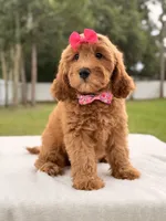 Hazel - Medium Goldendoodle , a female Goldendoodle and Miniature Goldendoodle for sale in Frostproof, FL – 4 of 10