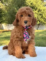 Woody, a male Miniature Goldendoodle for sale in Frostproof, FL – 3 of 7