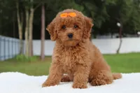 Dakota , a female Miniature Goldendoodle for sale in Frostproof, FL – 2 of 10