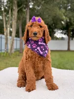 Electra - F1b Standard Goldendoodle , a female Goldendoodle for sale in Frostproof, FL – 9 of 9