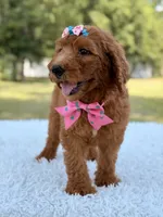 Dream - F1b Standard , a female Goldendoodle for sale in Frostproof, FL – 6 of 9