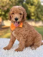 Cecil - Medium , a male Goldendoodle for sale in Frostproof, FL – 4 of 10