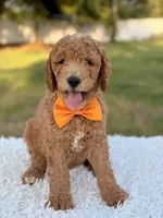 Cecil - Medium , a male Goldendoodle for sale in Frostproof, FL – 3 of 10