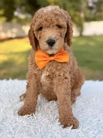 Cecil - Medium , a male Goldendoodle for sale in Frostproof, FL – 9 of 10