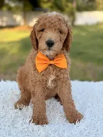 Cecil - Medium , a male Goldendoodle for sale in Frostproof, FL – 8 of 10