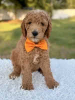 Cecil - Medium , a male Goldendoodle for sale in Frostproof, FL – 10 of 10