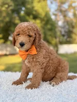 Cecil - Medium , a male Goldendoodle for sale in Frostproof, FL – 2 of 10