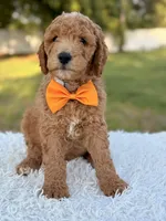 Cecil - Medium , a male Goldendoodle for sale in Frostproof, FL – 6 of 10