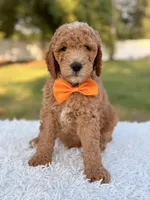 Cecil - Medium , a male Goldendoodle for sale in Frostproof, FL – 1 of 10